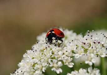 Macro photography of a ladybug perched on a white flower with pollen clinging to the body, springtime environment