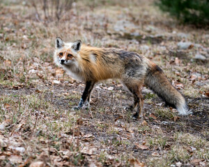 Red Fox Photo Stock. Fox Image. Close-up profile side view in the spring season looking at camera with blur background and enjoying its environment and habitat. Picture. Portrait.