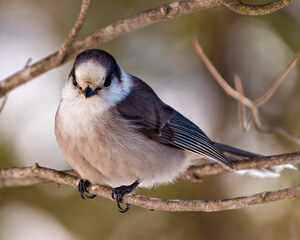 Grey Jay Photo and Image.  Close-up front view perched on a tree branch displaying grey colour, tail, wings, feet, eye with a blur background in its environment and habitat surrounding.