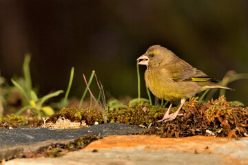verderón europeo o verderón común posado en el suelo (Chloris chloris)​