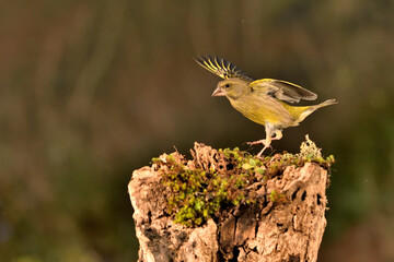 verderón europeo o verderón común macho peleando por la comida​ (Chloris chloris)​