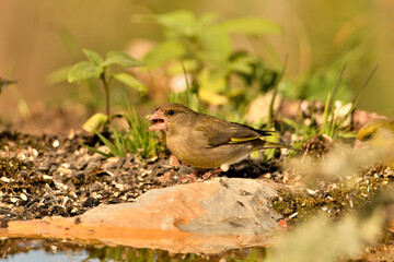 verderón europeo o verderón común posado en el suelo (Chloris chloris)​