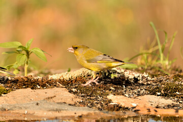 verderón europeo o verderón común posado en el suelo (Chloris chloris)​