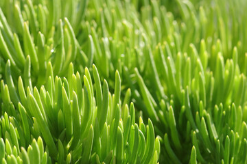 Fototapeta na wymiar Natural green grass plants in spring. Cover page greenery. Environment ecology wallpaper. Spring background. Abstract green background. Pattern textured background. Screensaver to phone computer. 