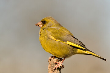 verderón europeo o verderón común macho posado en una rama en el bosque​ (Chloris chloris)​