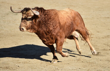 un precioso toro en un espectaculo taurino en españa