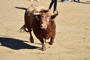 un toro bravo español con grandes cuernos en una plaza de toros