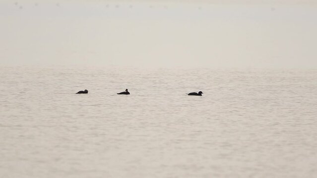 Four common scoters (Melanitta nigra) swimming on the sea