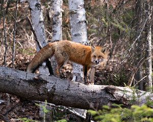 Red Fox Photo Stock. Fox Image. Standing on a log  in the spring season with forest background in its environment and habitat displaying teeth and tongue. Picture. Portrait. Photo.