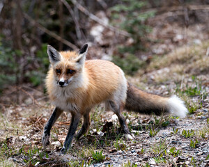 Red Fox Photo Stock. Fox Image.  Close-up profile side view looking at camera with a blur foliage background in its environment and habitat.  Picture. Portrait.