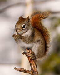 Naklejka na ściany i meble Squirrel Photo and Image. Front view sitting on a tree twig and looking at camera with a blur background displaying bushy tail, in its environment and habitat surrounding.