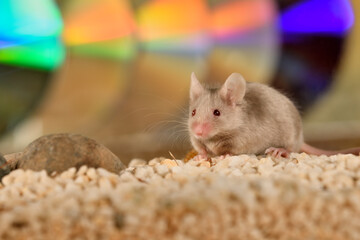 ratón común jugando en su jaula con fondo de colores