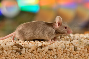 ratón común jugando en su jaula con fondo de colores