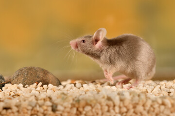 ratón común jugando en su jaula con fondo color pastel