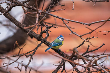 Blue tit small bird sitting on a winter tree branch. Bulgaria spring