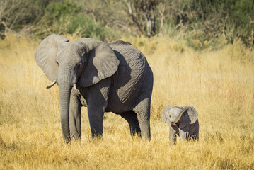 Fototapeta premium baby elephant and mother standing in grasses