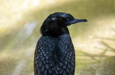 Little Black Cormorant (Phalacrocorax sulcirostris)