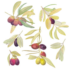 Obraz premium Illustration of olive branches with fruits on a white background, isolated image.