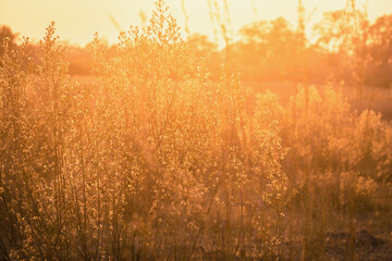 grasses in the dawn sunlight