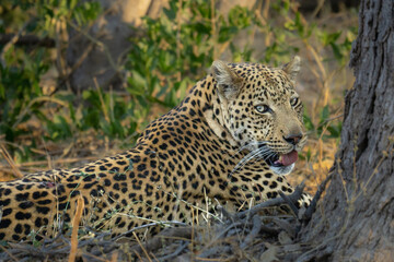 Fototapeta na wymiar leopard looking over its shoulder