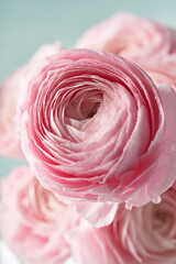 A delicate ranunculus flower on a light background.