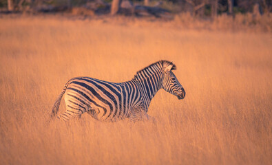 zebra in grass at sunset