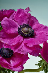 Fototapeta premium A large purple anemone flower on a light background.