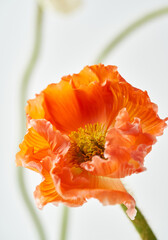 Luxurious red poppy flower on a light background.