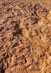 Fossils in the Rock at Navajo National Monument