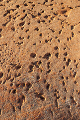 Fossils in the Rock at Navajo National Monument