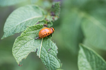 Insect pest. Colorado beetle on a potato leaf. State potato beetle. The larva of the Colorado potato beetle eats a green potato leaf. Leptinotarsa decemlineata