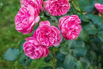 Close-up of a pink rose on green background