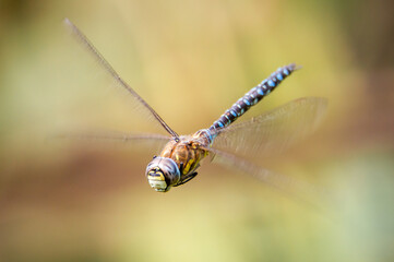 Migrant Hawker dragonfly in flight