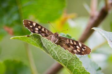 Plakat Speckled Wood butterfly looking over the edge of a leaf