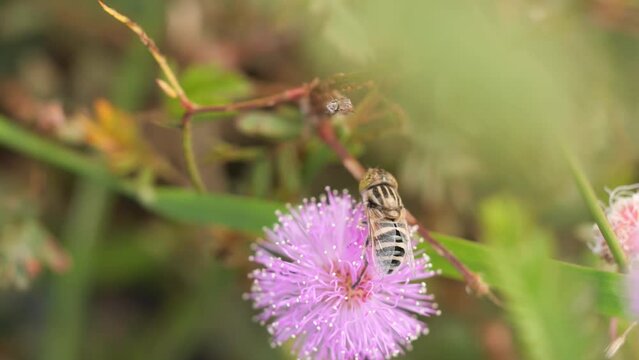 Selective focus Eristalinus megacephalus fly moving on mimosa pudica flower. Stripe-eyed flower fly on a mimosa pudica flower.