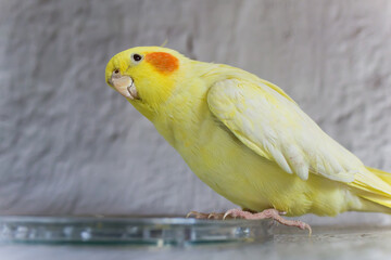 Parrot.Bird.Cute cockatiel.Home pet bird.The best cockatiel.Beautiful photo of a bird.Ornithology.Funny parrot.Cockatiel parrot.Cute parrot.Pet.Portrait of a parrot with a blurred background.Quality.