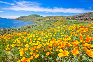 Stunning and colorful wildflower bloom at Diamond Valley Lake in Riverside County, one of the best place to see California wildflowers