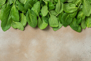 Fresh green baby spinach bundle. Vegetable. Long banner format. top view