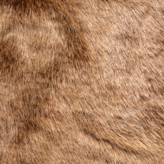 texture background of brown fur