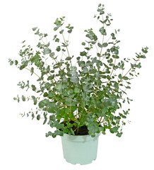 Eucalyptus gunnii en pot