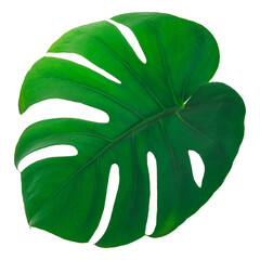 A leaf of a tropical Monstera Deliciosa, with the veins clearly visible.