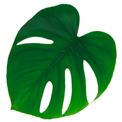 A leaf of a tropical Monstera Deliciosa, with the veins clearly visible.