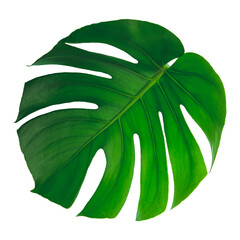 A leaf of a tropical Monstera Deliciosa, with the veins clearly visible. - 576468905