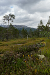landscape in the summer