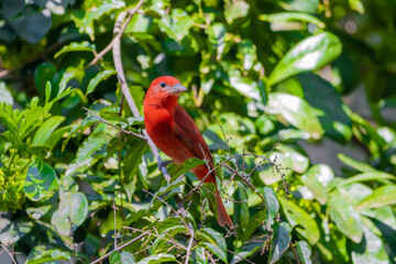 red bird on branch