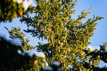 A lot of Sun illuminated live golden fir cones at top of fir tree. Blue sky, blurry tree branches at foreground. Northern Sweden, Vasterbotten, Umea