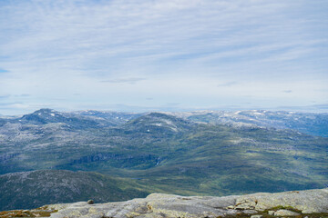 Fototapeta na wymiar Oksen in Norway