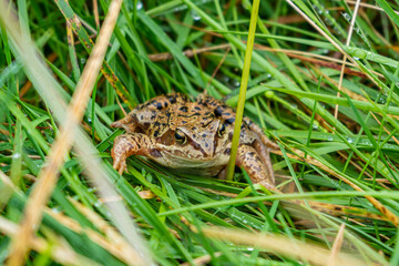 Frog in Norway