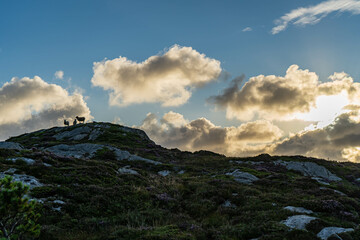 Sheeps in Norway