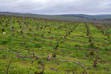 View of Champagne gran cru vineyards and Marne river near Ay village at winter